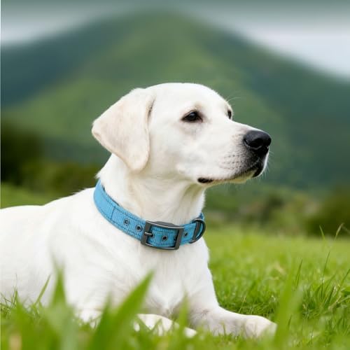 Personalized Dog Collar with Name and Phone Number | Durable Metal Buckle | Ultra Wide Soft Neoprene Padded | Reflective Dog Collar for Large Medium and Small Dogs