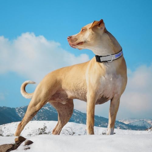 Reflective Personalized Dog Collar, Custom Embroidered Name & Number