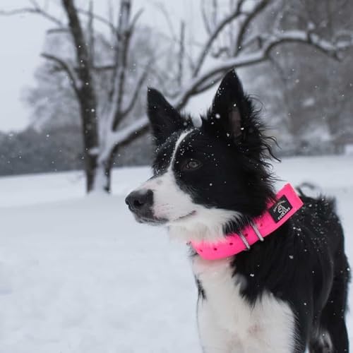 SparkDog 1.5โ Working Dog Collar Heavy Duty Fits 13-19โ Necks (Blue, 1.5")