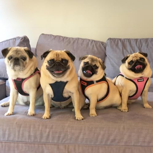 Best Pet Supplies Voyager Step-in Air Harness - All Weather Mesh, Reflective, No Pull Harness for Dogs, Cats - Secure with Hook & Loop Fastener, Buckle, Double D-Rings - Blue/Black Trim, XS