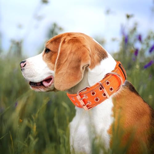 Heavy Duty Dog Collar for Medium Large Dogs, Orange, Large