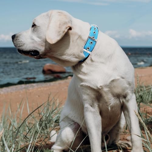 Personalized Nylon Dog Collar with Name Tag (Lavender, L)