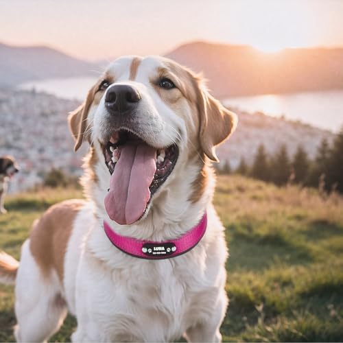 Custom Dog Collar with Engraved Name & Number, Pink: M