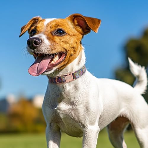 QQPETS Reflective Dog Collar with Metal Buckle Adjustable Nylon Collars Gift for Small Medium Large Boys Girls Dogs