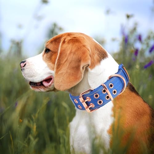 Heavy Duty Dog Collar for Medium Large Dogs,Blue,Medium