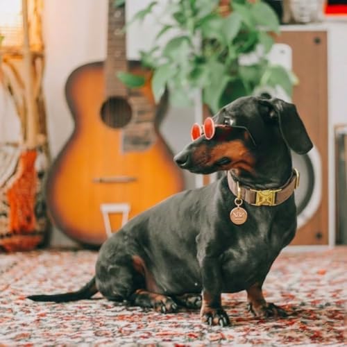 – Luxury 3-Piece Dog Walking Set – Adjustable Collar, 150 cm Leash, Poo Bag Holder – English Tweed & Soft Velvet – Elegant, Comfortable & Practical – 3 Colors