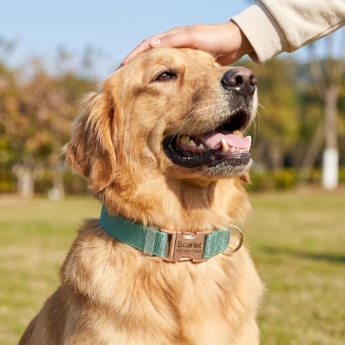 Custom Dog Collar with Name and Phone Number