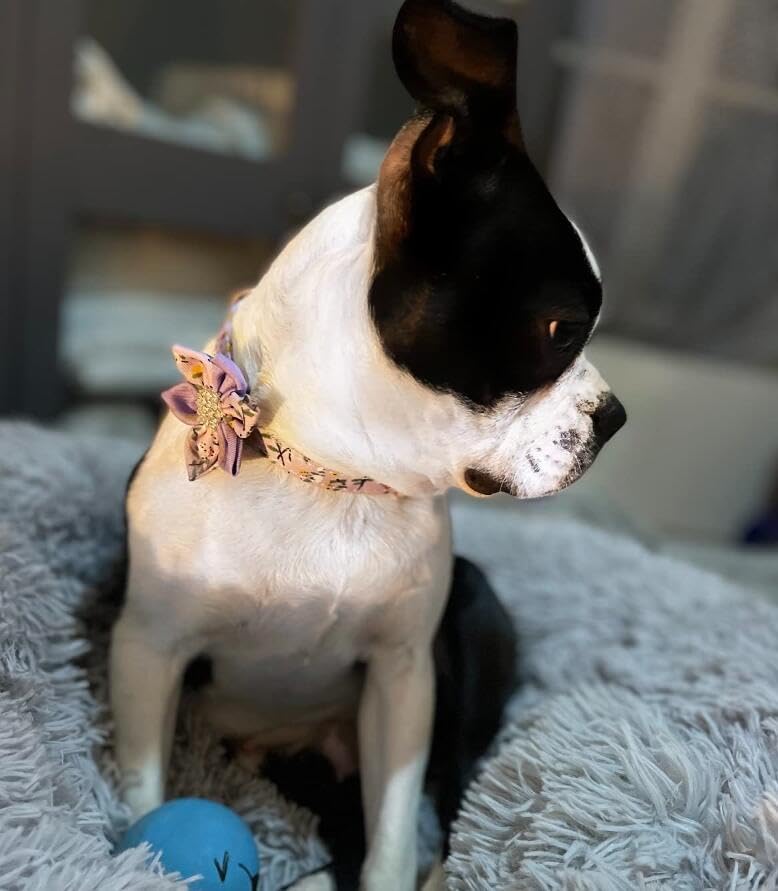 Floral Pattern Puppy Collar - Cute Dog Collar with Detachable Rhinestone Flower for Female Dogs (L, Purple/White)