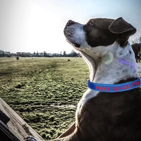 Personalized Dog Collar,Custom Embroidered Dog Collar with Name for XS Small Medium Large XL Large Dogs,Nylon Dog Collar in Purple,Blue,Red,Rose,Cyan for Bog and Girl Dogs