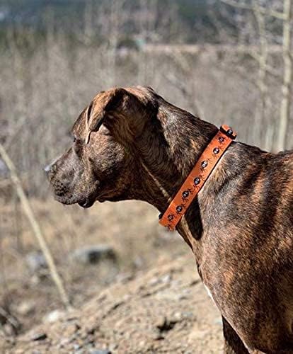 Native Pup Halloween Dog Collar- Spooky Fall Themed Horror Costume Collars- Skull, Pumpkin, Ghost, Bat, Witch, Candy Corn, Spider- Adjustable for Small, Medium, Large Breeds (Large, Spiders)