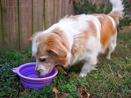 Prima Pet Collapsible Silicone Water Travel Bowl with Clip for Dog and Cat, Portable and Durable Pop-up Feeder for Convenient On-The-go Feeding – Size: Large (5 Cups) Purple
