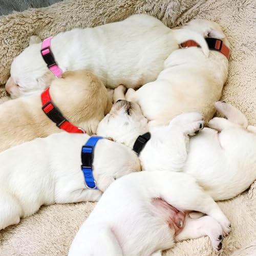 27 Pcs Dog Collars Bulk Adjustable Nylon Puppy Collars for Small Puppies with Quick Release Buckle - 9 Vibrant Colors Pet Collar for Daily Use and Training (Medium Size)