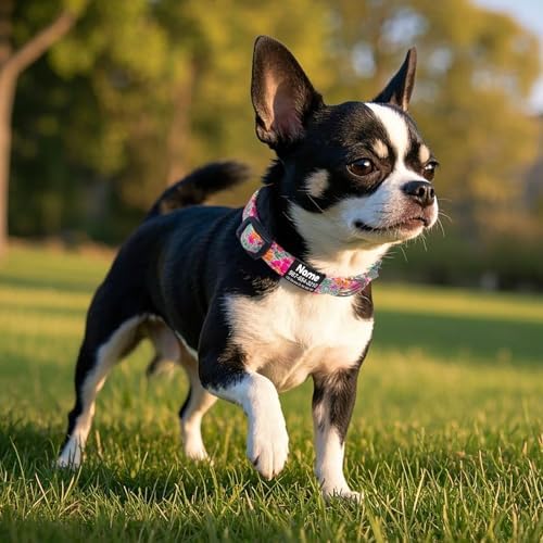 Engraved Personalized Dog Collar with Name Plate - Customized with ID Tag and Phone Number - 6 Styles for Boys, Girls, Male, Female, Puppies - Thin, Fancy Basic Collar (X-Small)