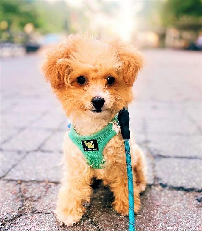 EcoBark Premium Teacup Dog Harness - Luxury Soft Tiny and Toy Breed Harness for Puppy - Mini Step in Vest Body Halter Under 5 lbs (XXXS, Mint)