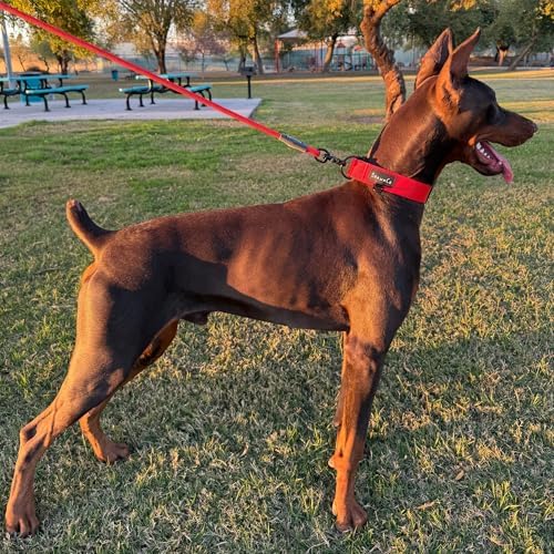 ShawnCo Basecamp Tactical Dog Collar (Mustang Red, S)