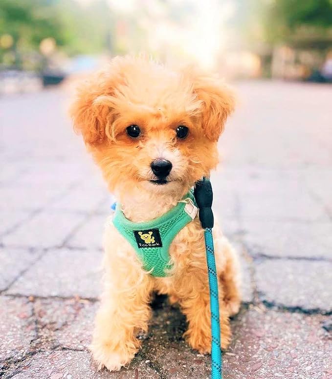 EcoBark Step in Dog Harness - Luxury Mesh Dog Harnesses - Body Halter Vest Under 26 lbs (Mint)