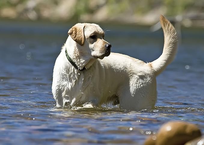 LupinePet Originals 1" Brook Trout 16-28" Adjustable Collar for Large Dogs