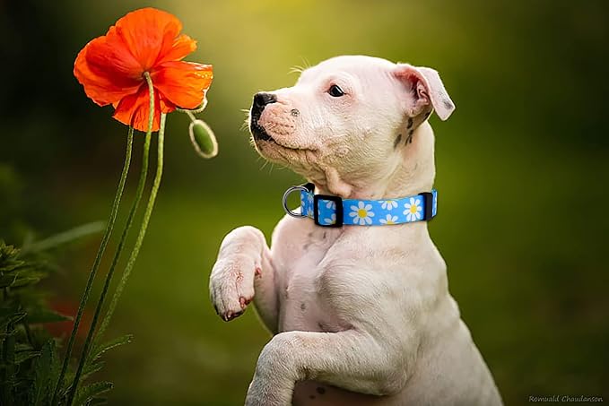 Native Pup Flower Dog Collar, Adjustable Small Medium Large, Cute Girl Female Summer Spring Pretty Designer Puppy Essentials Accessories, Pink Floral Blue Daisy Rose (Medium, Blue Daisy)