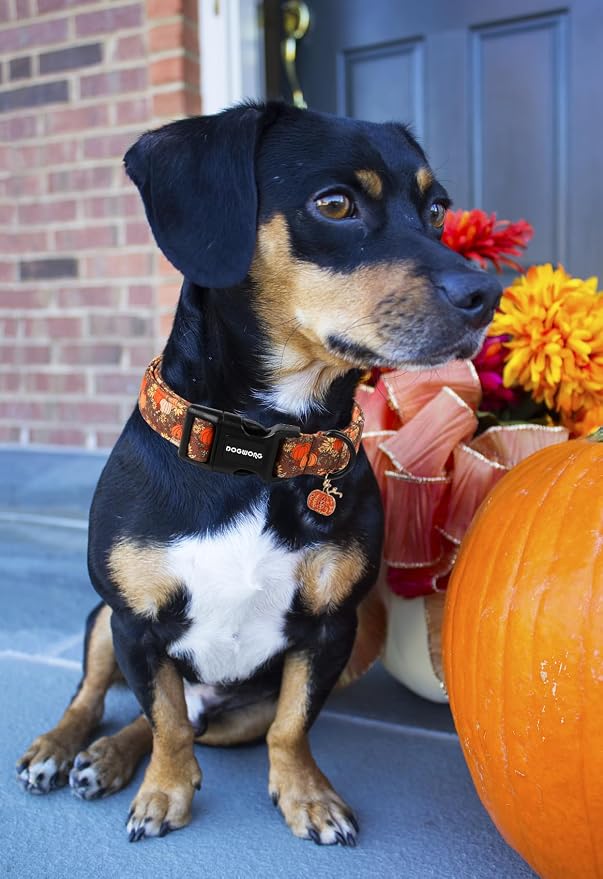 DOGWONG Fall Pumpkin Dog Collar- Design Fall Holiday Dog Collars Adjustable Halloween Pumpkin Sunflower Dog Collar for Small Medium Large Dogs L