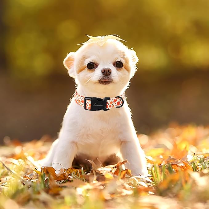 ARING PET Fall Dog Collars, Cute Autumn Pumpkin Maple Leaves Pet Collar with Quick Release Buckle for Small Medium Large Girl Boy Dogs-M