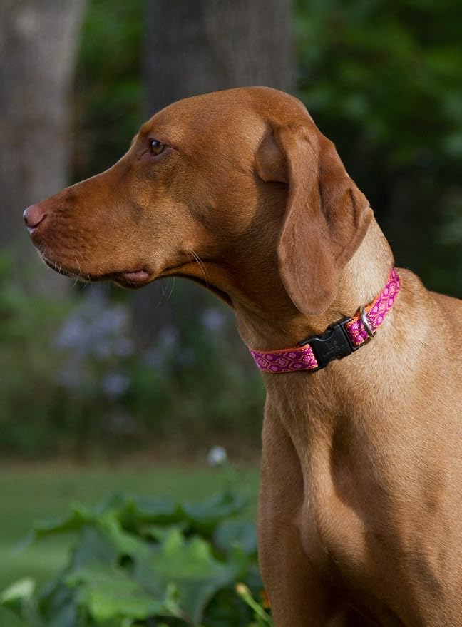 LupinePet Originals 1" Alpen Glow 16-28" Adjustable Collar for Large Dogs