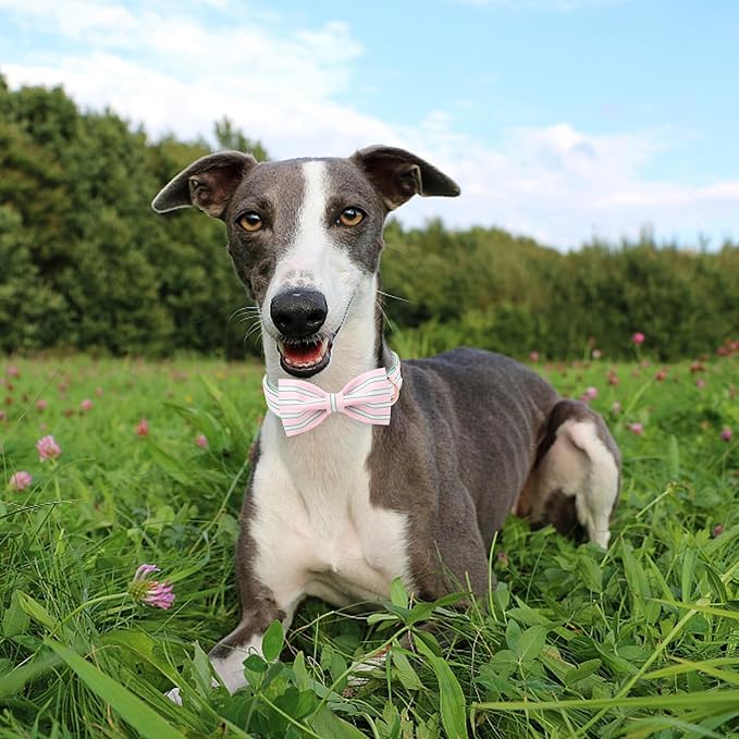 MR. CHUBBYFACE Pink Dog Collar, Cute Dog Collar with Bowtie, Summer Adjustable Girl Boy Collar with Metal Buckle, Durable Collars for Small Medieum Large Dogs