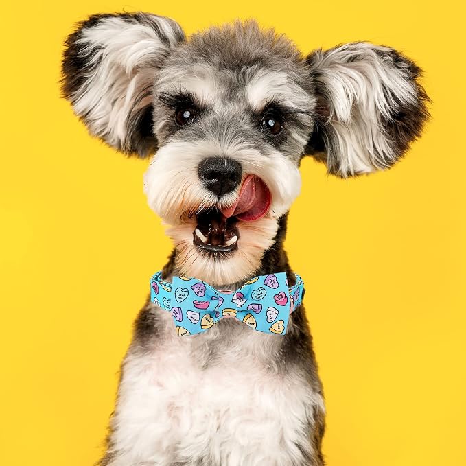 MR. CHUBBYFACE Valentine's Dog Collar with Bowtie, Cute Blue Heart Dog Collar with Metal Buckle, Adjustable Cotton Collar for Small Medium Large Dogs