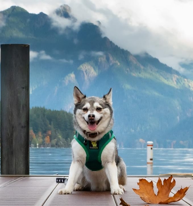 EcoBark Step in Dog Harness Reflective Soft Ultra Padded Mesh Dog Harnesses for XXS, XS, Small, and Medium Dogs Eco-Friendly Comfort Secure Halter No Pull Adjustable Pet Vest