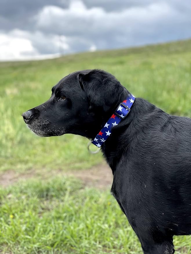 Native Pup American Flag Dog Collar- Red White and Blue- Patriotic Collars for 4th of July, USA- Adjustable Small, Medium, Large Breed Dogs (Large, Red & White Stars)