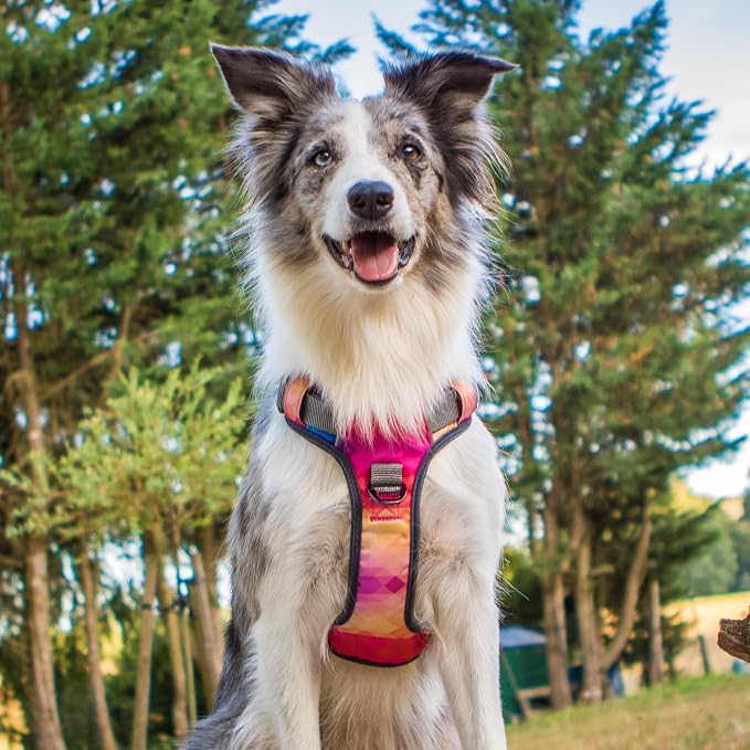 Embark Adventure Small Dog Harness – No-Pull, Reflective Trim, Military-Grade Nylon, Front Clip with Gel-Lined Handle, Soft & Padded Puppy Harness