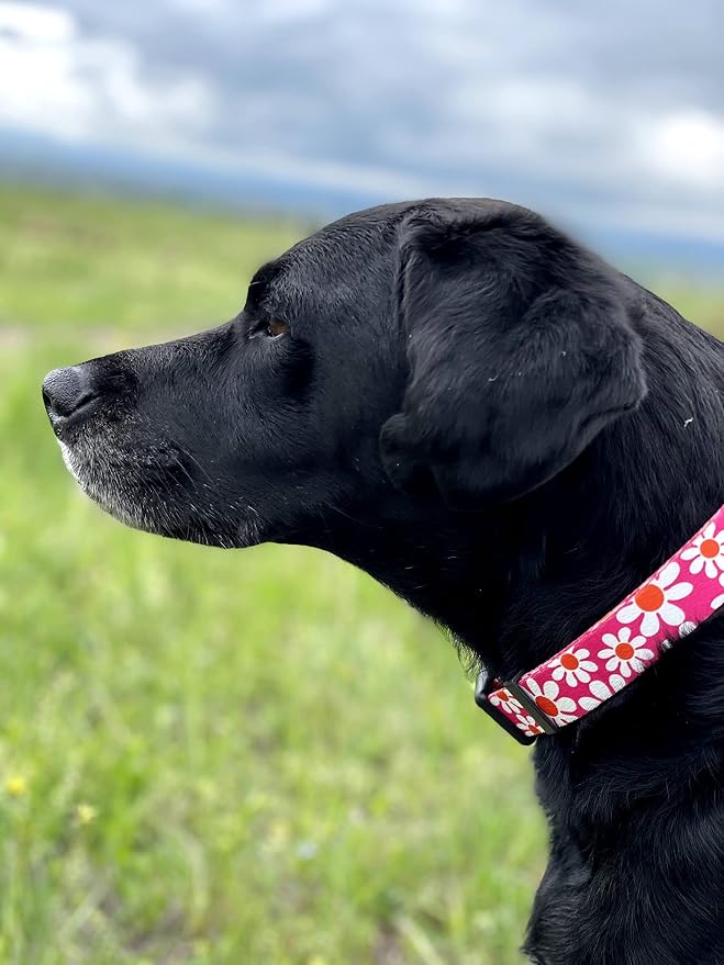 Native Pup Flower Dog Collar, Adjustable Small Medium Large, Cute Girl Female Summer Spring Pretty Designer Puppy Essentials Accessories, Pink Floral Blue Daisy Rose (Large, Pink Daisy)