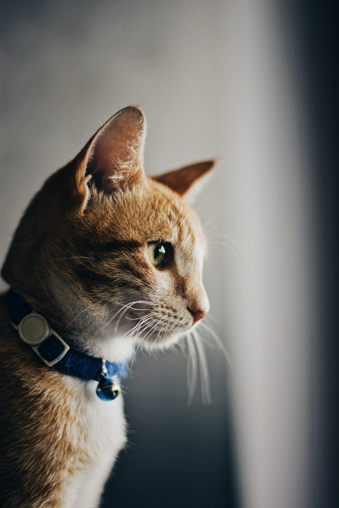 Cat Collars: The Breakaway Rule and Why It Matters