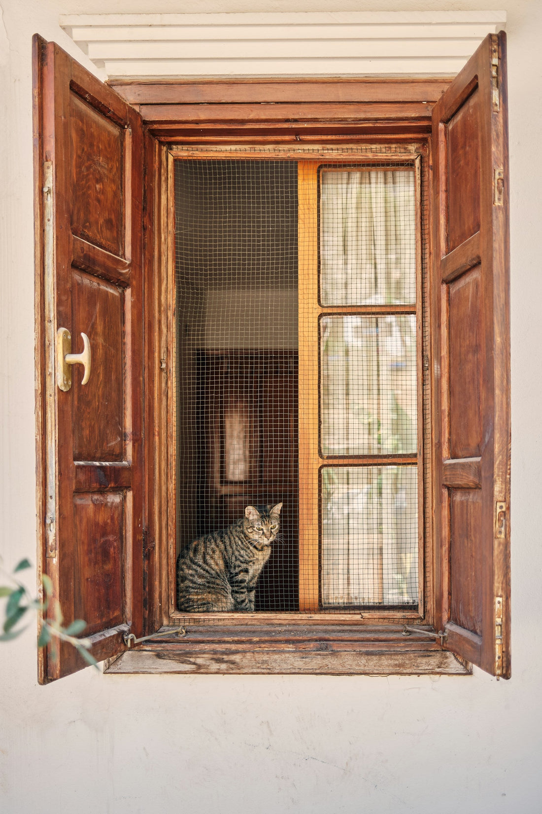 7 Cat Myths That Could Be Hurting Your Cat