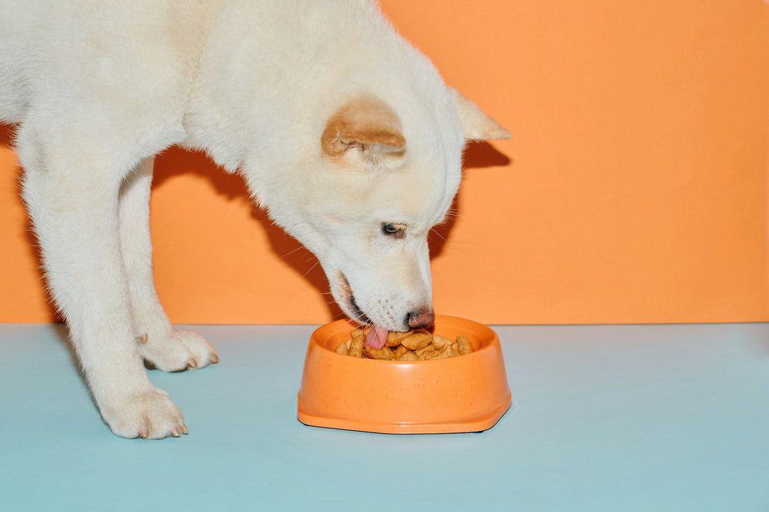Best Dog Bowls and Feeders for Every Kind of Eater (2026)