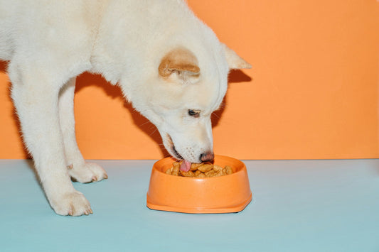 Best Dog Bowls and Feeders for Every Kind of Eater (2026)