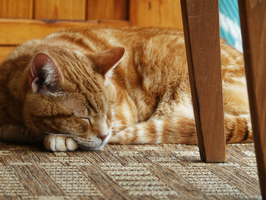 Adopting an Adult Cat: What the First 30 Days Actually Look Like