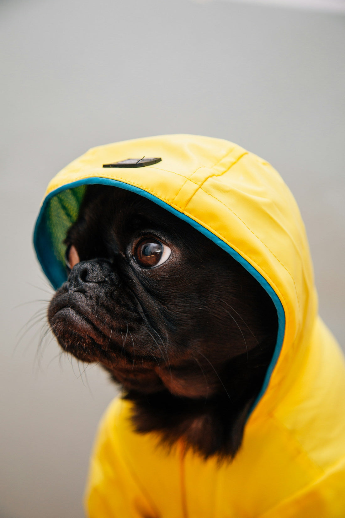Best Dog Gear for Rainy Walks (2026)