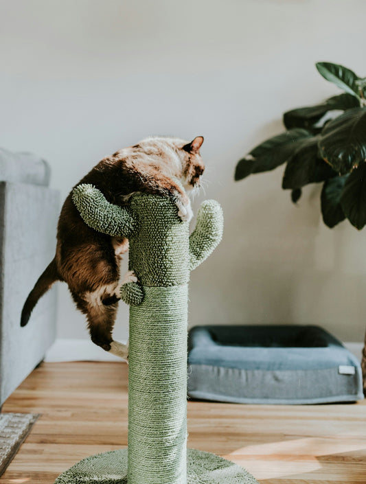How to Stop Your Cat Scratching the Couch (Without a Spray Bottle)