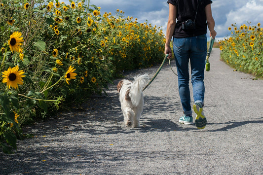 Best Dog Leashes for Every Walk and Every Dog (2026)