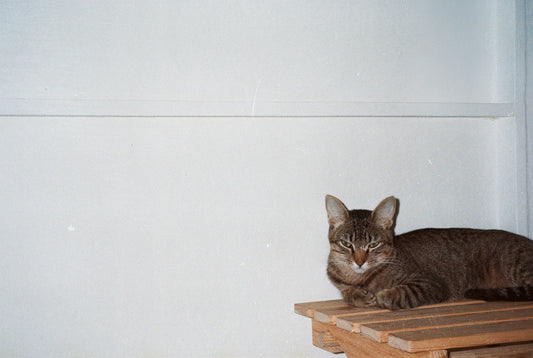 Cat Furniture Is Finally Being Designed for the Room It Sits In