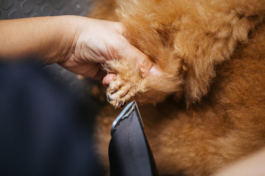 Dog Nail Clippers vs Grinders: Which and When