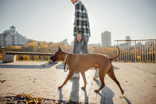 Dog Harness vs Collar: Which Should Your Dog Actually Wear?