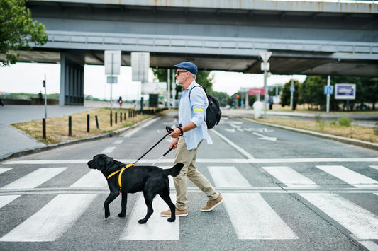 How to Choose the Right Dog Harness for Your Dog