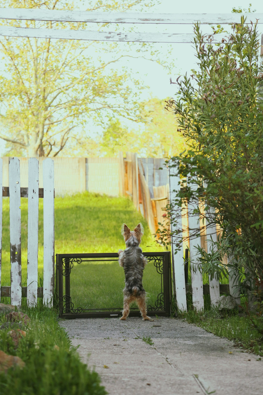 Pet Gate Myths That Lead to the Wrong Purchase