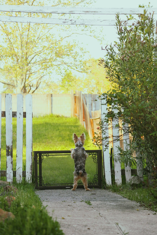 Pet Gate Myths That Lead to the Wrong Purchase