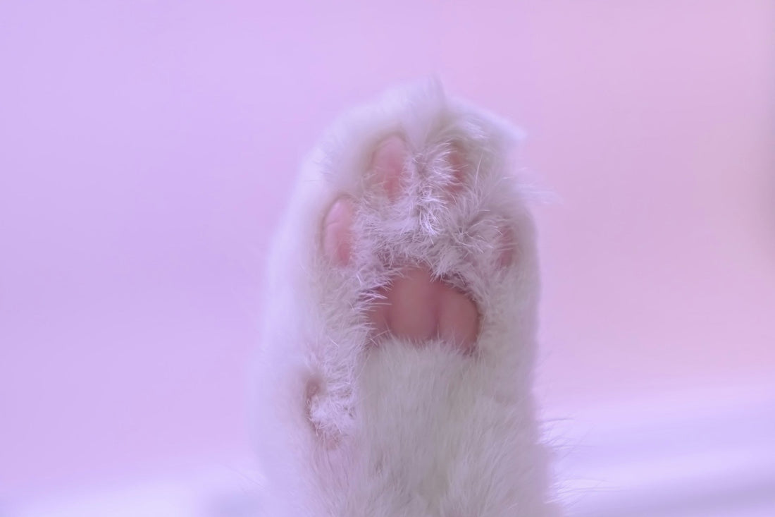 How to Trim Your Cat's Nails Without Turning It Into a Fight