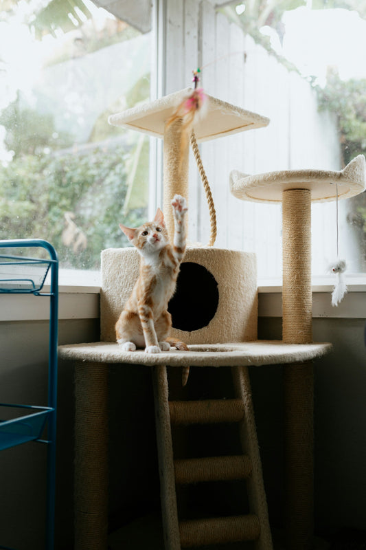 Cat Tree Height and Stability: The Two Specs That Decide Everything