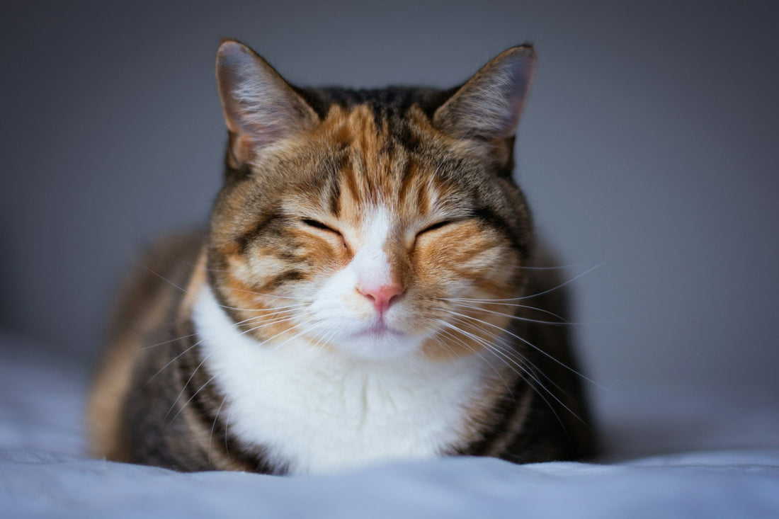 The Truth About What Your Cat Is Trying to Tell You: 7 Misread Behaviors