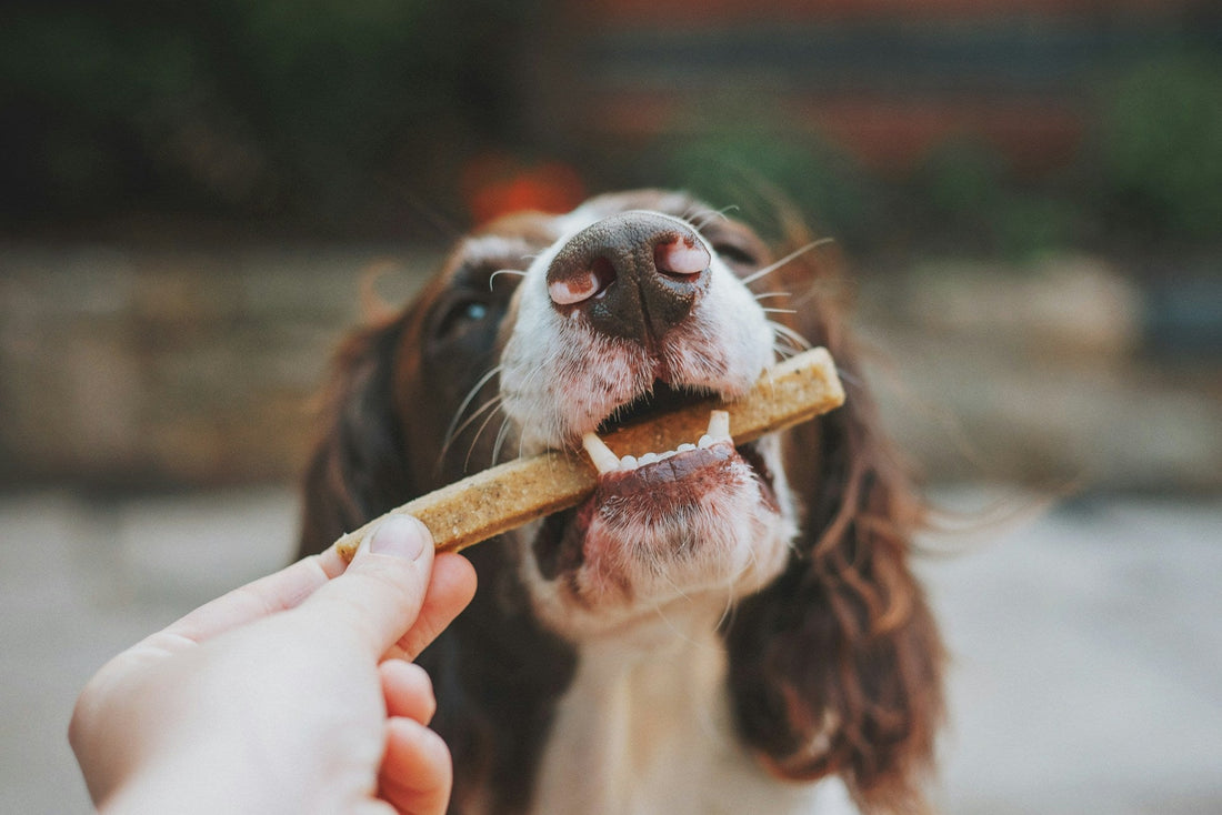 Dog Dental Care That Actually Works (2026)