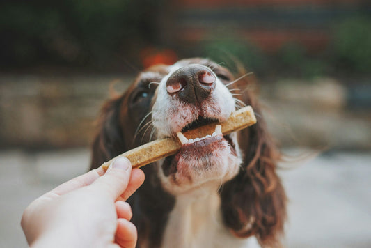 Dog Dental Care That Actually Works (2026)
